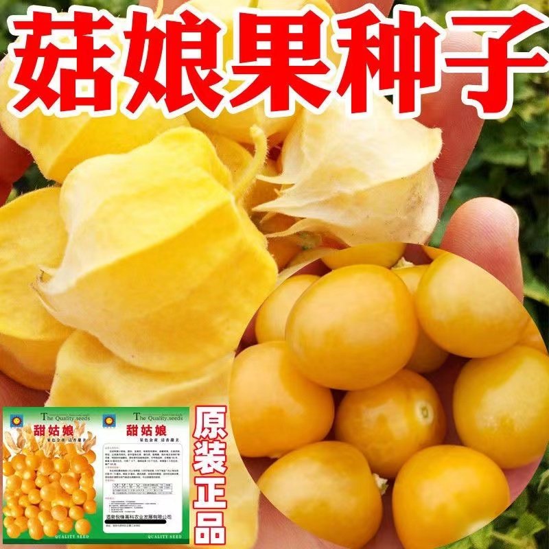 农家小菇娘小黄姑娘果种子春秋四季水果种子阳台盆栽大田野果种子