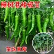樟树港辣椒苗正宗湖南辣椒苗秧苗种籽孑小米椒朝天椒四季 蔬菜盆栽