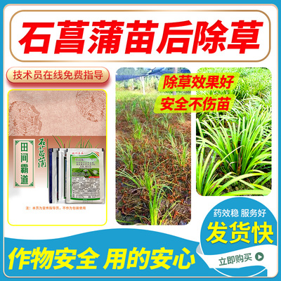 石菖蒲适用除草剂田间霸道禾阔双除安全有效不伤苗石菖蒲除草剂