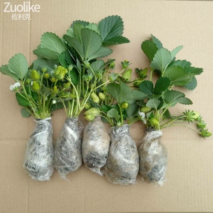 带花带果盆栽带土大苗奶油牛奶草莓带盆四季 草莓苗