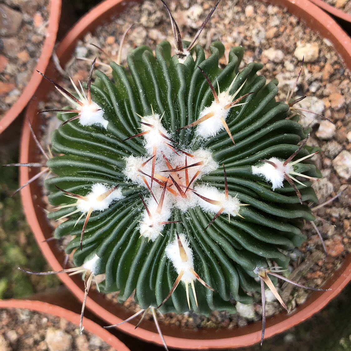 雪顶多棱玉白毛仙人球多肉植物实生仙人掌科沙漠植物耐旱植物绿植