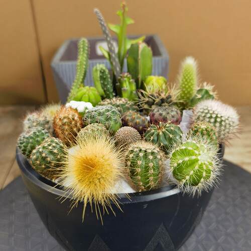 防辐射鸾凤玉仙人球多肉绿植开花