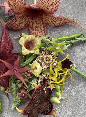 萝藦科植物盆栽甜甜圈龙剑角波斯地毯豹皮花开花多肉植物花卉绿植