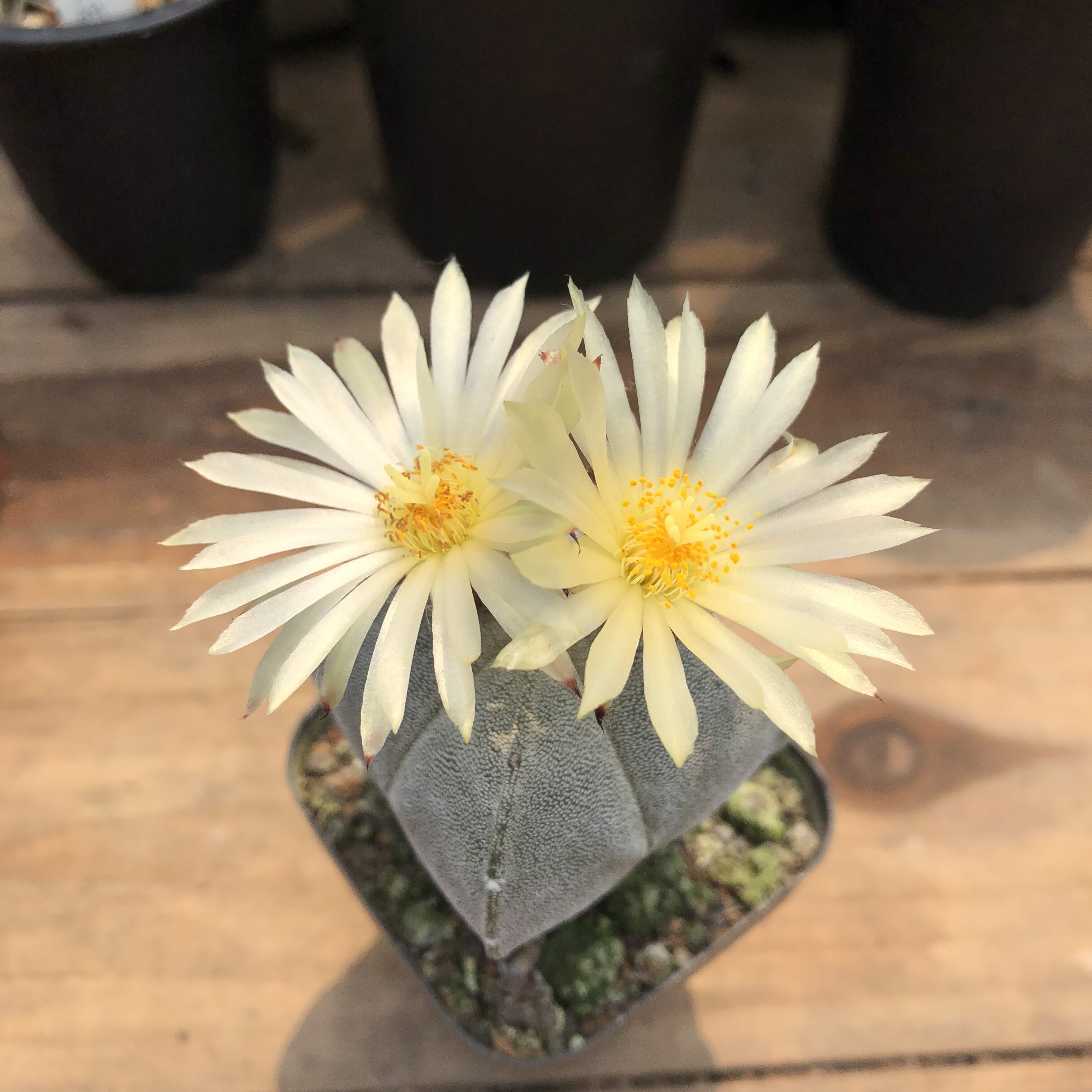 多肉植物实生鸾凤玉仙人球植物 室内开花防辐射植物多肉包邮 清仓