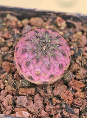 紫色仙人球紫丽丸肉肉植物 超萌多肉仙人掌类植物 盆栽花室内包邮