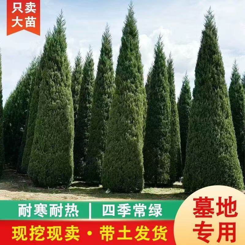 柏树树苗 塔柏 扁柏松柏侧柏树苗圆柏松树宝塔松龙柏刺苗绿化包邮 - 实物图