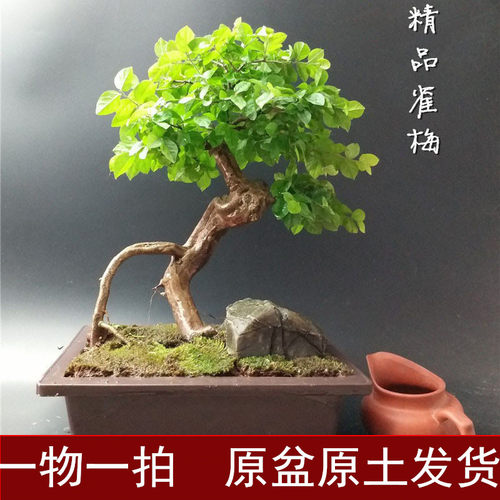 小叶红芽雀梅盆景 精品雀梅老桩 怪桩盆景桌面小型盆栽 矮霸 阳台 - 封面