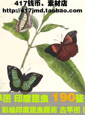 [古早图 图谱]英国John Obadiah 印度昆虫自然图谱 参考图片素材