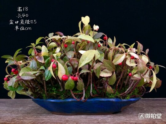 日本花野草稀有品种紫金牛