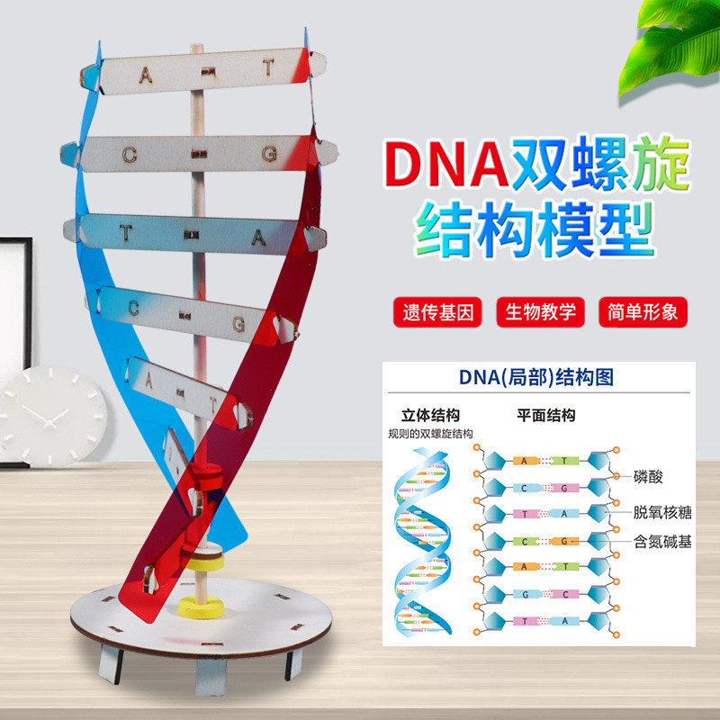 人体基因DNA双螺旋模型学生生物科学小实验科技手工制作科普器材