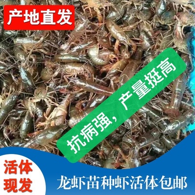 潜江小龙虾活体虾苗小青虾2到4公分淡水养殖高存活率快大增长包邮