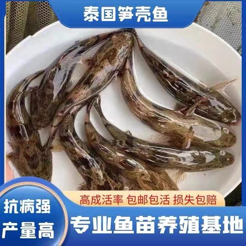 纯种笋壳鱼苗可食用观赏鱼淡水鱼虎头鲨呆呆鱼肉食性凶猛鱼活体