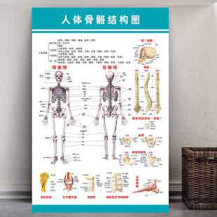 人体骨骼结构图肌肉分布图海报脊柱内脏器官解剖图医疗装饰挂图