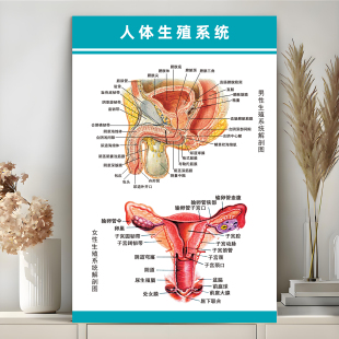 男女泌尿系统结构示意图宣传海报人体生殖系统解剖图医学科普挂图
