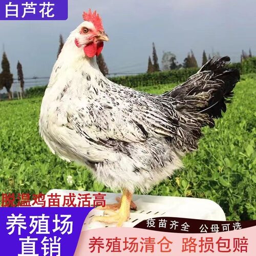 纯种白芦花鸡活苗正宗鸡苗绿壳蛋鸡苗白芦花鸡鹊山鸡活苗跑山鸡