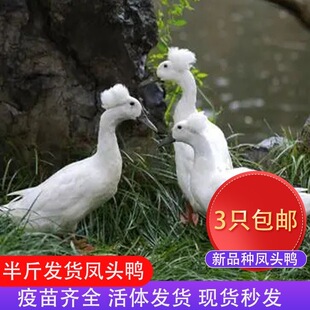 半斤凤头帽子鸭活鸭包活到家农家散养包邮脱温苗活苗鸭苗宫廷鸭