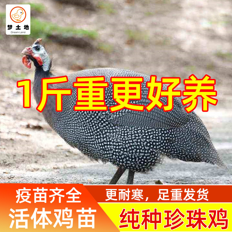 现货1一斤珍珠鸡苗小鸡活体真珠鸡苗肉鸡蛋鸡土鸡会飞活苗脱温苗