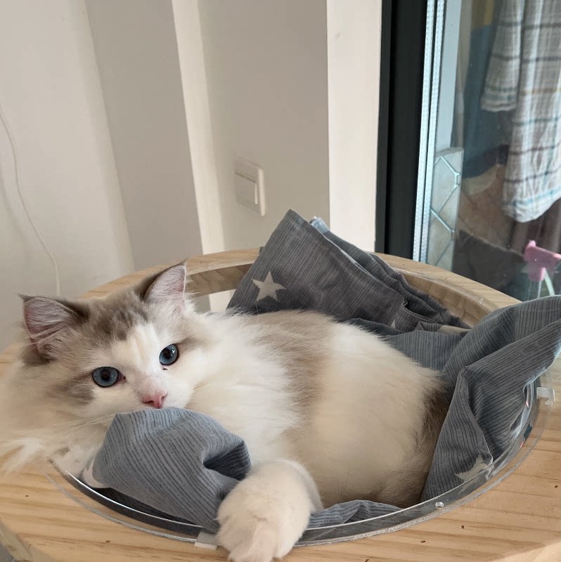 猫爬架猫窝猫树网红太空舱猫抓架子猫抓板大型抓柱猫别墅厂家直销