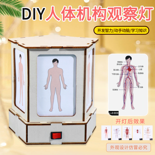 科技小制作人体结构观察灯认识人体器官科学实验stem儿童手工教具