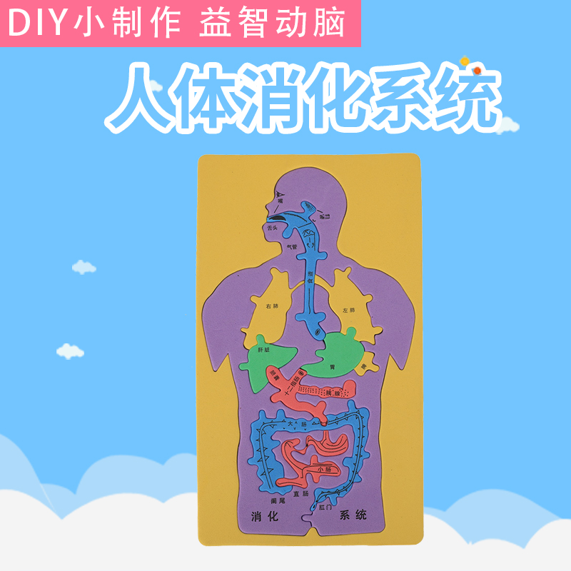 科技小制作发明手工DIY人体消化系统内脏拼图EVA模型益智科学实验-封面