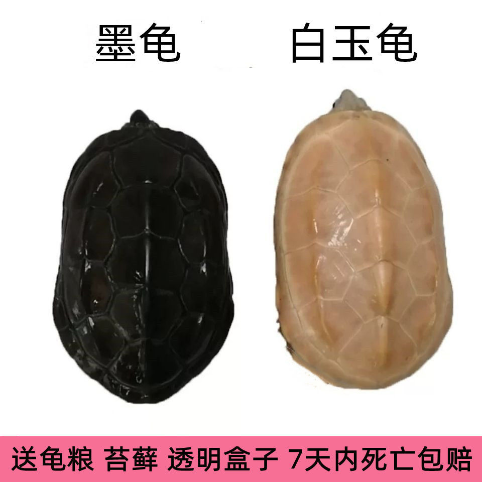 白玉龟+顶墨龟活体宠物外塘冷水小乌龟中华草龟长寿龟黑腹观赏龟