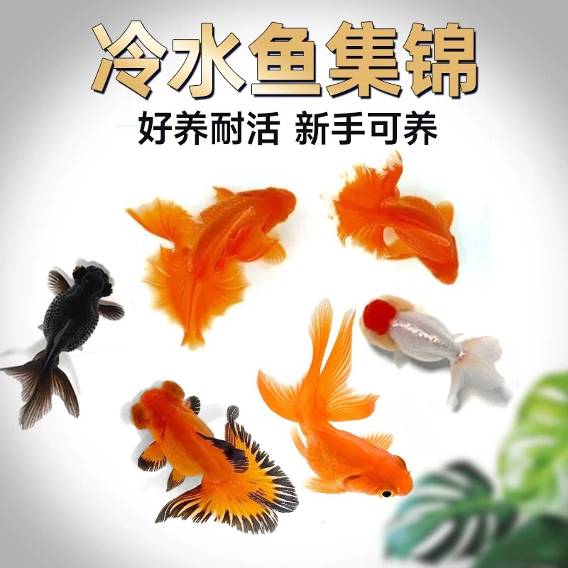金鱼不加温冷水鱼淡水观赏鱼好养