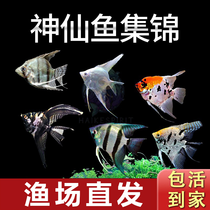 神仙鱼七彩好养小型观赏鱼