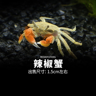 西瓜恶魔寄居螃蟹 观赏辣椒活体淡深水迷你动宠物桌面缸套装