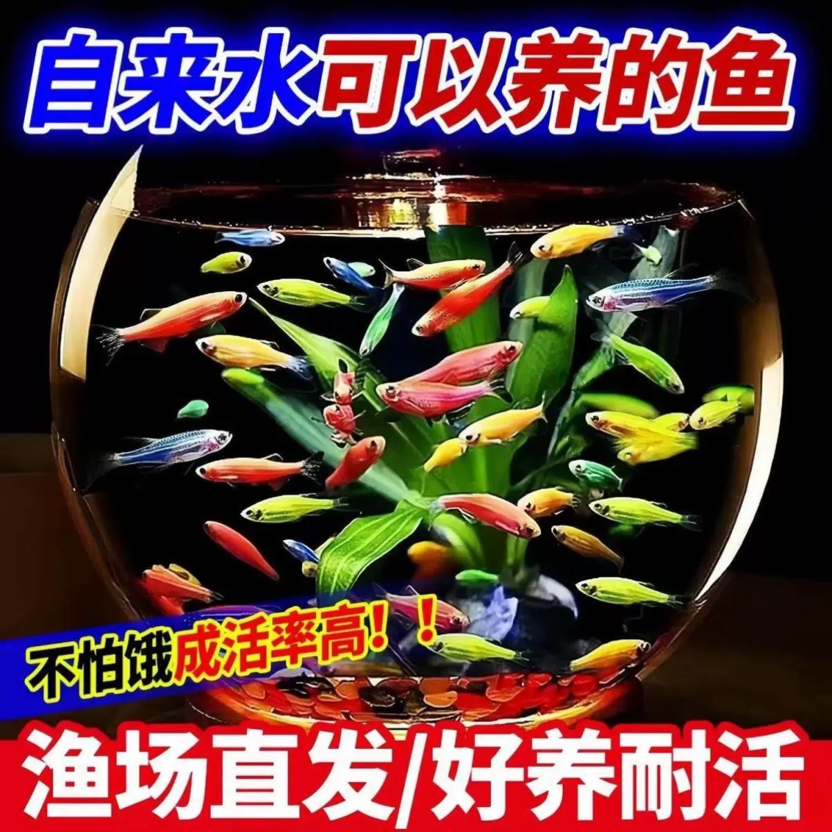 斑马鱼热带观赏鱼孔雀鱼红绿灯鱼好养易活淡水金鱼苗小型灯科小鱼