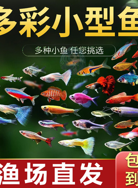 热带观赏鱼鱼苗斑马鱼好养水生小宠物小型孔雀金鱼活鱼淡水灯科鱼