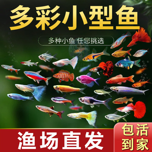 多彩热带小型观赏鱼新手好养耐活