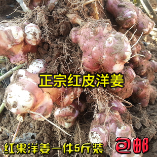 现货新鲜红皮洋姜种子鬼子姜不辣生菊芋泡菜腌菜蔬菜5斤装免邮费