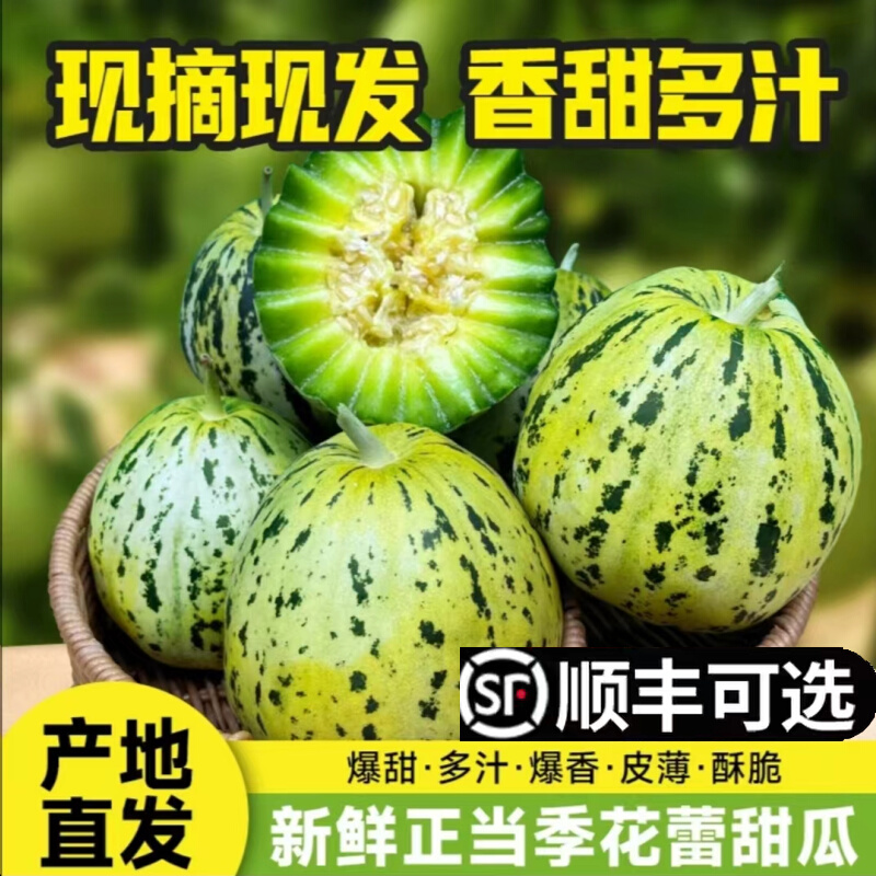 现摘头茬香瓜八里香香瓜东北特产