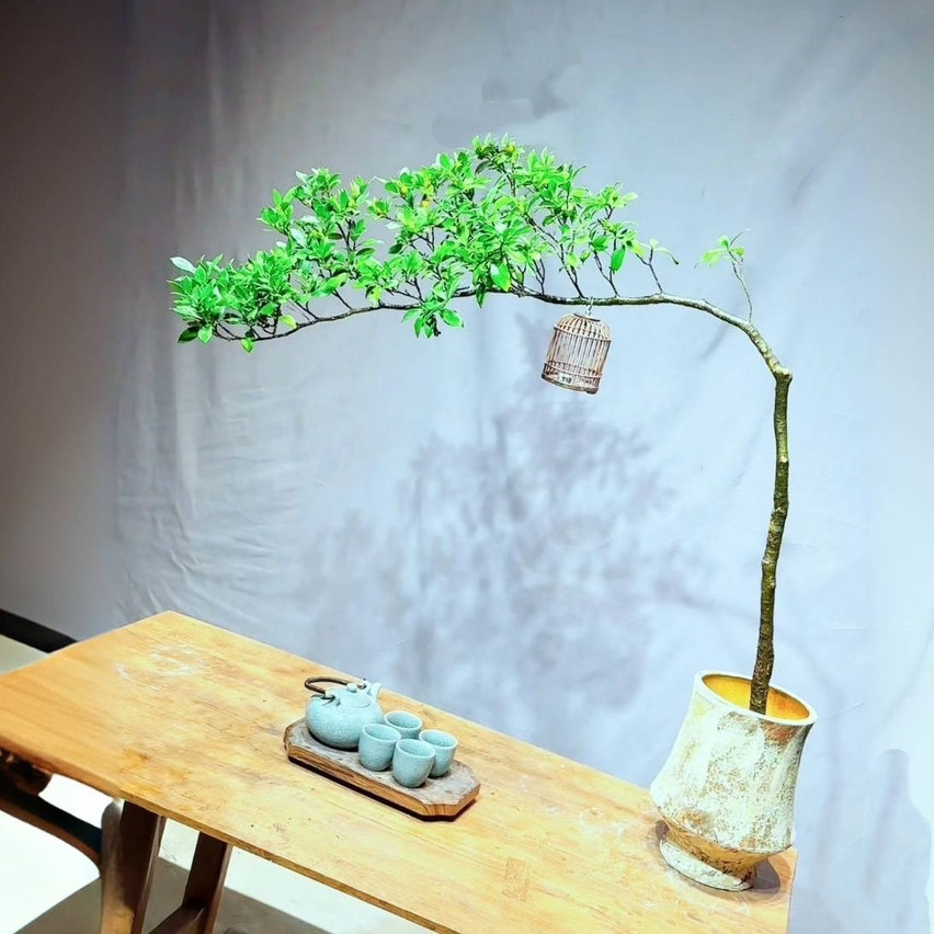 正宗海岛栀子花海岛春花老桩办公室庭院茶室茶桌阳台造景简单易活
