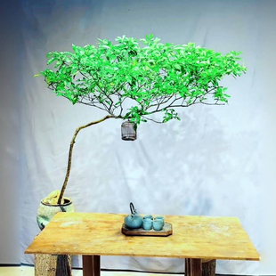 正宗网红海岛栀子花海岛春花老桩办公室客厅茶室茶桌阳台专业造景