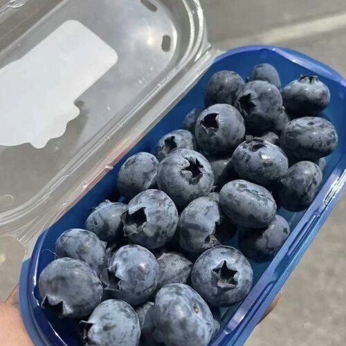 新鲜当季云南JUMBO蓝莓超大果新鲜当季水果礼盒装现摘甜蓝莓