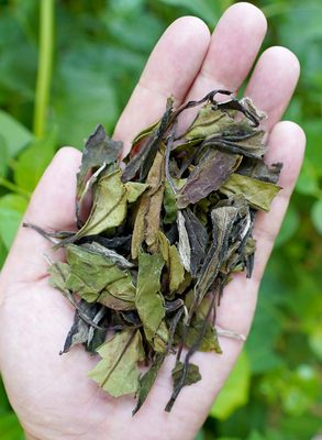 【2022春寿眉】散茶可喝可存花香甜度高，福鼎管阳高山白茶 500g