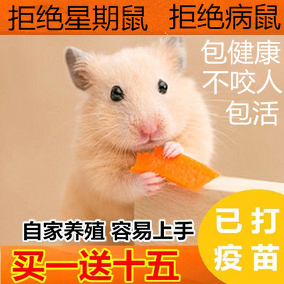 小仓鼠活物三线银狐一对情侣送笼子金丝熊可繁殖已打疫苗运输包活