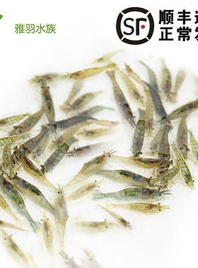 除藻黑壳虾淡水活体宠物清洁水草虾饲料工具鱼缸小草缸造景观赏虾
