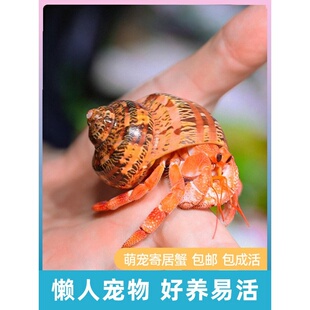 萌宠陆生寄居蟹活体～易好养淡水观赏蟹懒人宠物螃蟹草莓顺丰包活