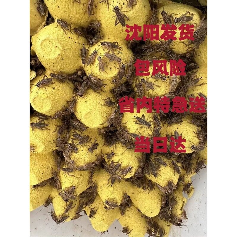 优质油葫芦蛐蛐白蟋蟀活物爬虫宠物守宫蜥蜴蟋蟀饲料粮现货