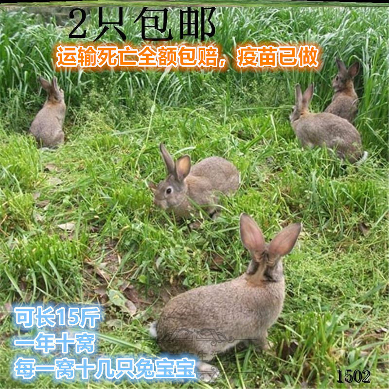 活兔子一公一母比利时肉兔苗活物一对出生不久幼兔