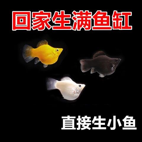 水族观赏鱼孔雀鱼玛丽鱼燕尾皮球玛丽草缸造景胎生鱼好养易活包邮