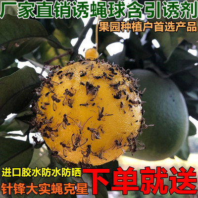 粘虫球果树柑橘大实蝇诱蝇球瓜果实蝇果园诱捕器针锋诱虫球引诱剂