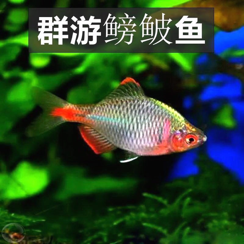 高体鳑鲏鱼观赏鱼冷水鱼七彩旁皮原生鱼活体小型淡水鱼好养清洁鱼高性价比高么？