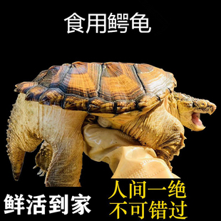 食用小鳄龟肉龟北美杂佛吃肉煲汤龟观赏宠物龟大型外塘鳄鱼龟活体