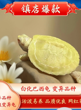 白化巴西龟变异乌龟果冻苗黑巴苗小乌龟观赏龟宠物龟深水龟招财龟