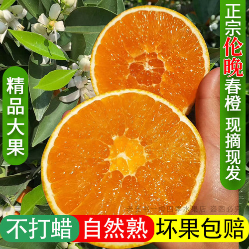 秭归脐橙棕橙黑美人巧克力橙纯甜