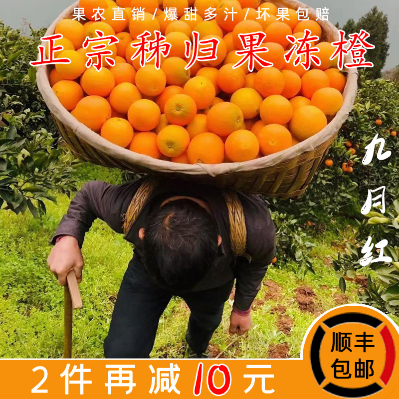 九月红橙子秭归脐橙果冻橙新鲜水果爆汁纯甜当季现摘10斤整箱包邮