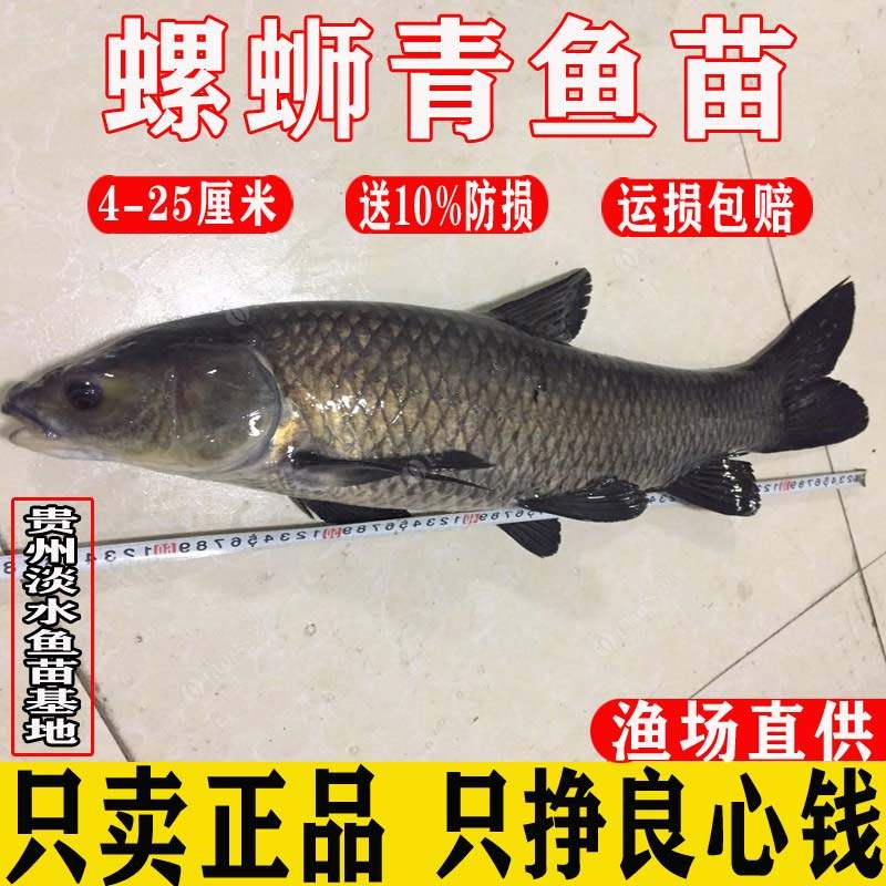 螺蛳青鱼苗【拒绝假苗】淡水养殖四大家鱼黑皖灰草鱼苗螺丝青鱼苗,宠物/宠物食品及用品,鱼,淘宝优惠券,粉丝福利购,淘宝优惠卷